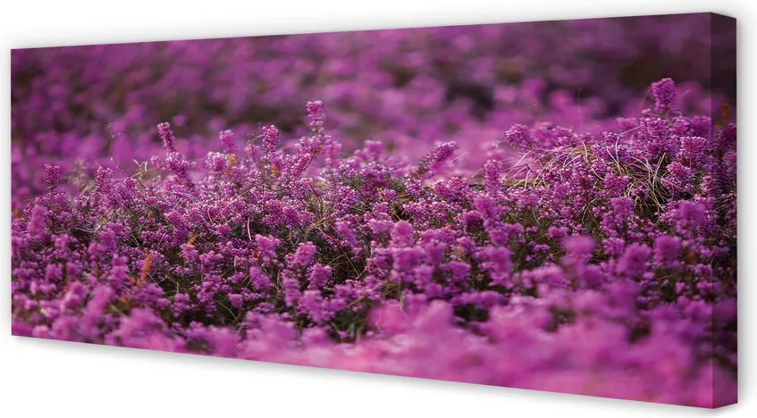 Obraz na płótnie Pole Wrzosów