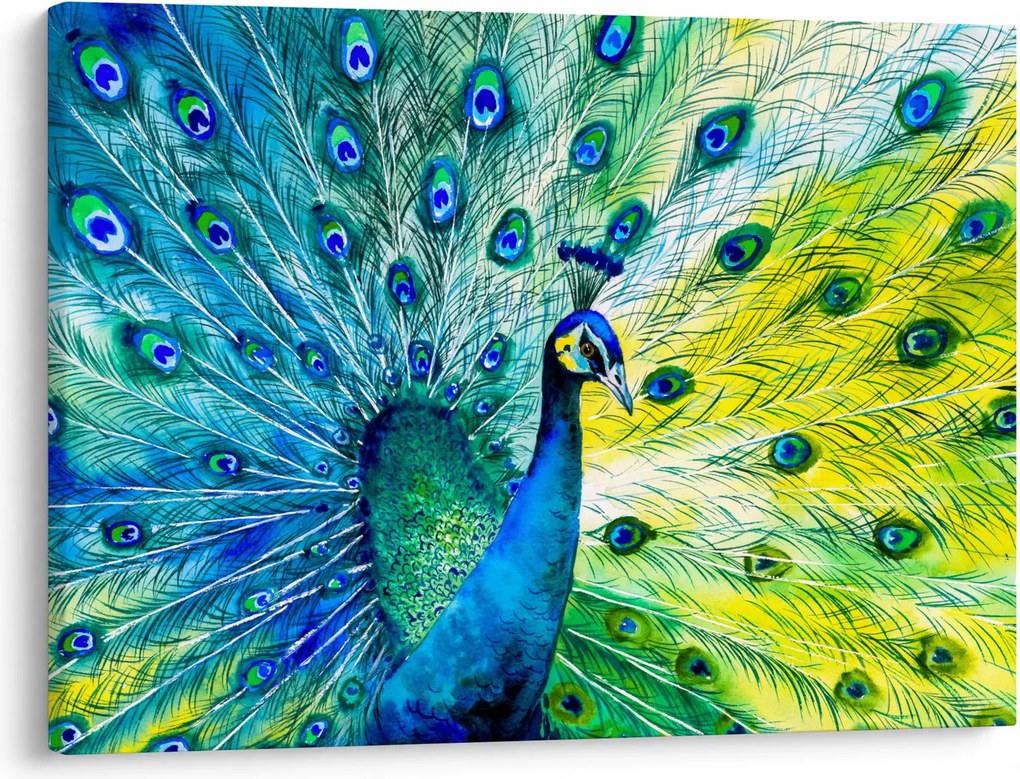 Obraz pawia (70x50 cm)