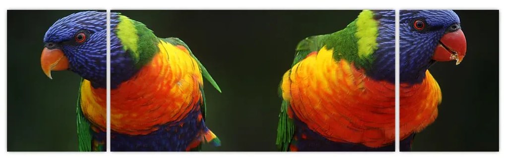Obraz papug (170x50 cm)