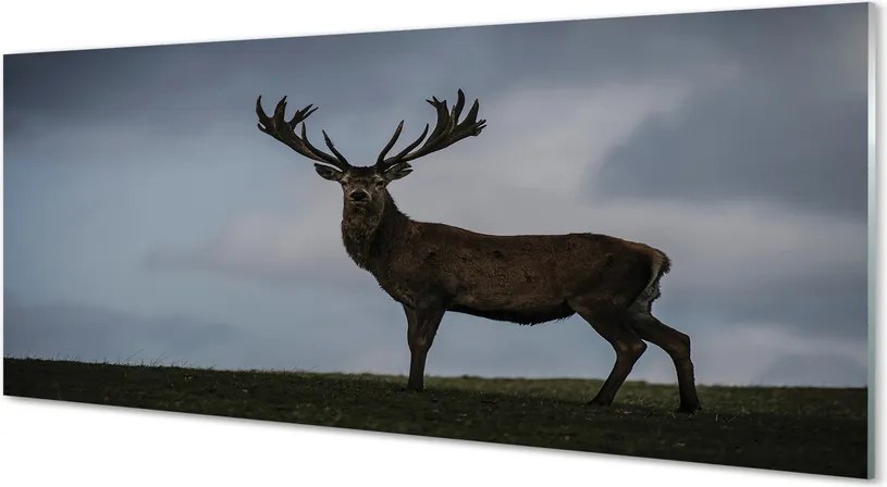 Panel nad Blat Kuchenny Jeleń w Nocnej Scenerii