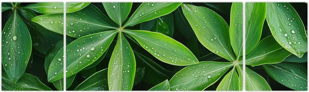 Obraz - Liście z kroplami rosy (170x50 cm)