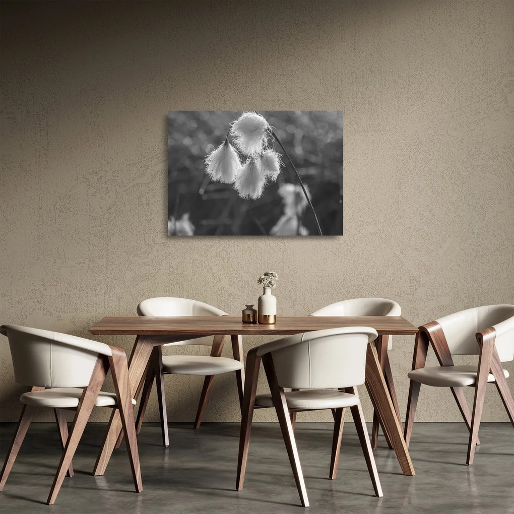 Obraz na szkle - Trawa bawełniana (70x50 cm)