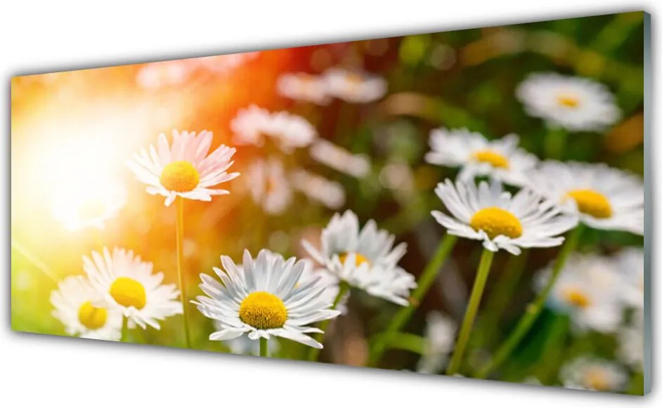 Panel Szklany Stokrotki w Promieniach Słońca