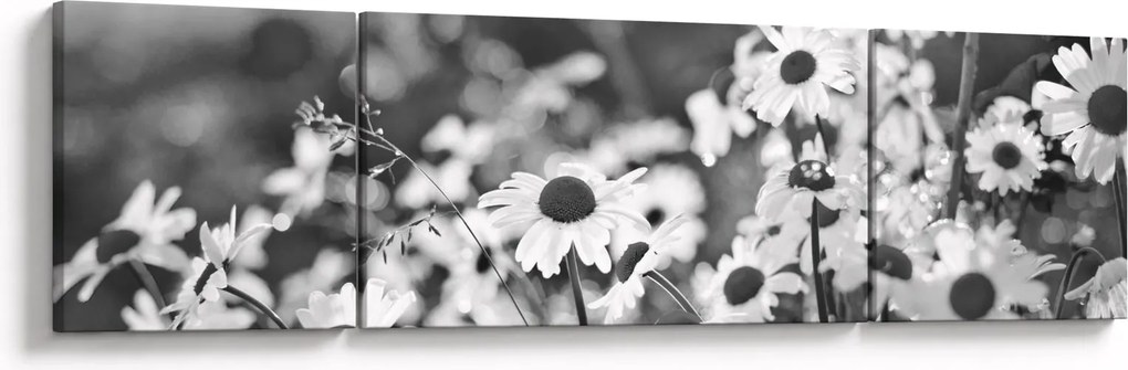 Obraz - Stokrotki (170x50 cm)