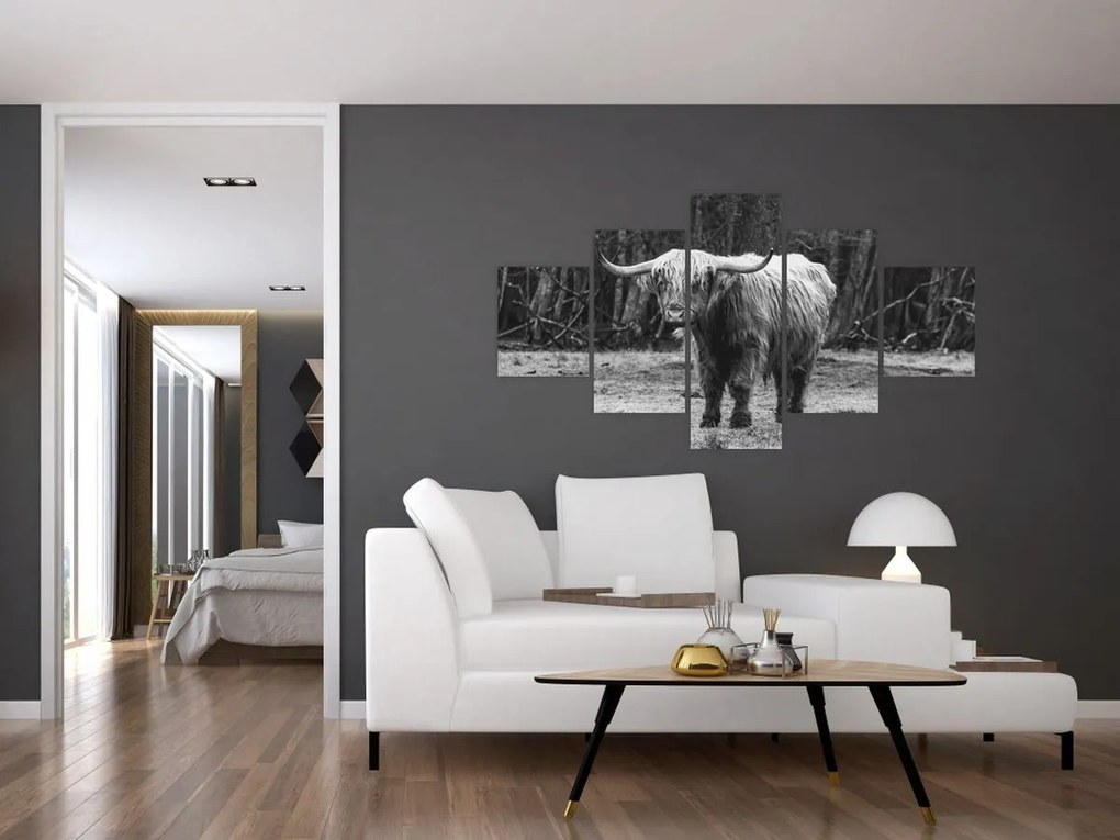 Obraz - Szkocka krowa 3, czarno - biały (125x70 cm)