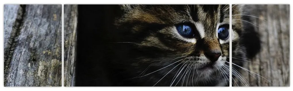 Obraz kotka (170x50 cm)