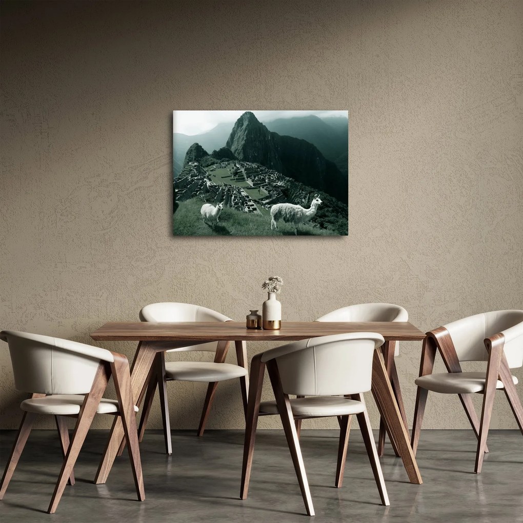 Obraz - Lamy w Machu Picchu w Peru (70x50 cm)