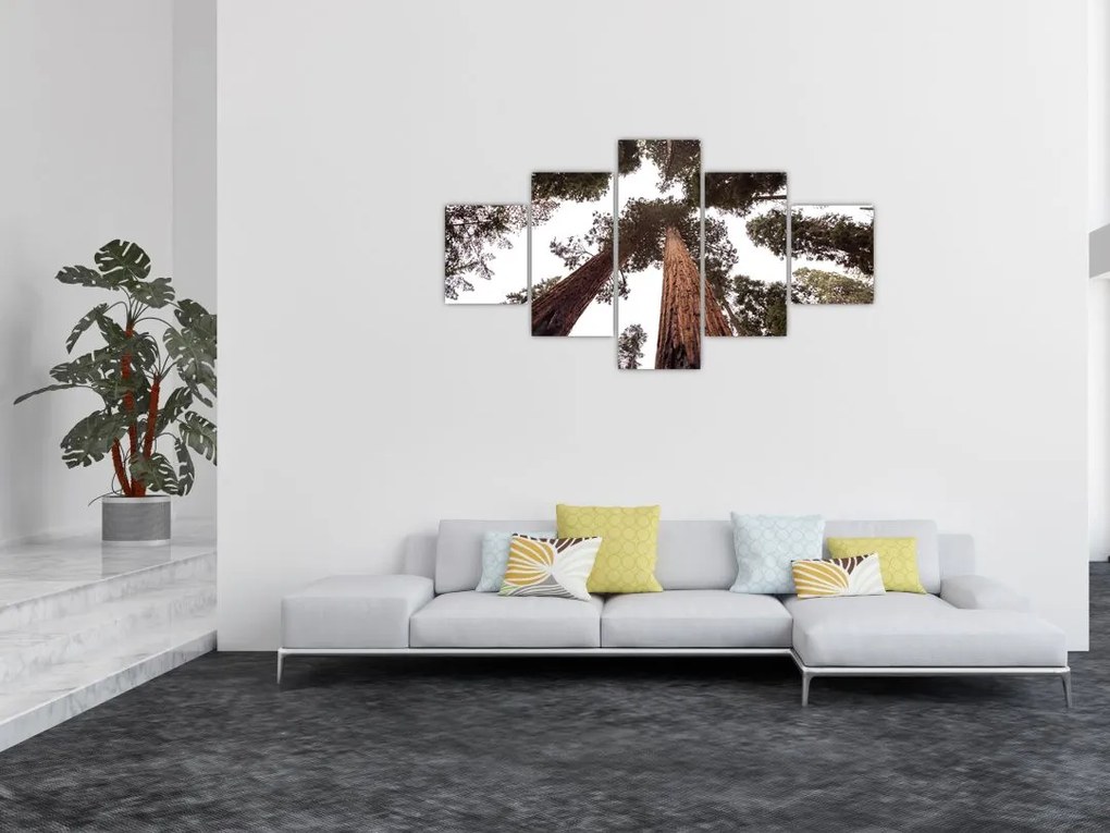 Obraz - Widok przez korony drzew (125x70 cm)
