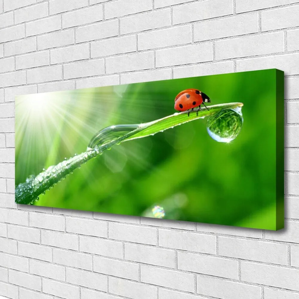 Obraz canvas na ścianę Mała Biedronka na Źdźble