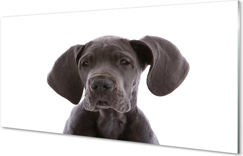 Panel szklany do Kuchni Portret Brązowego Psa