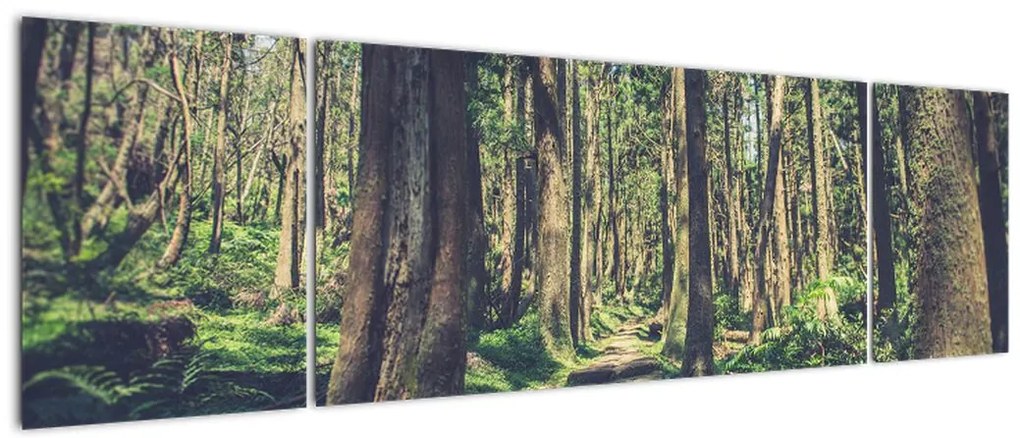 Obraz ścieżki pomiędzy drzewami (170x50 cm)