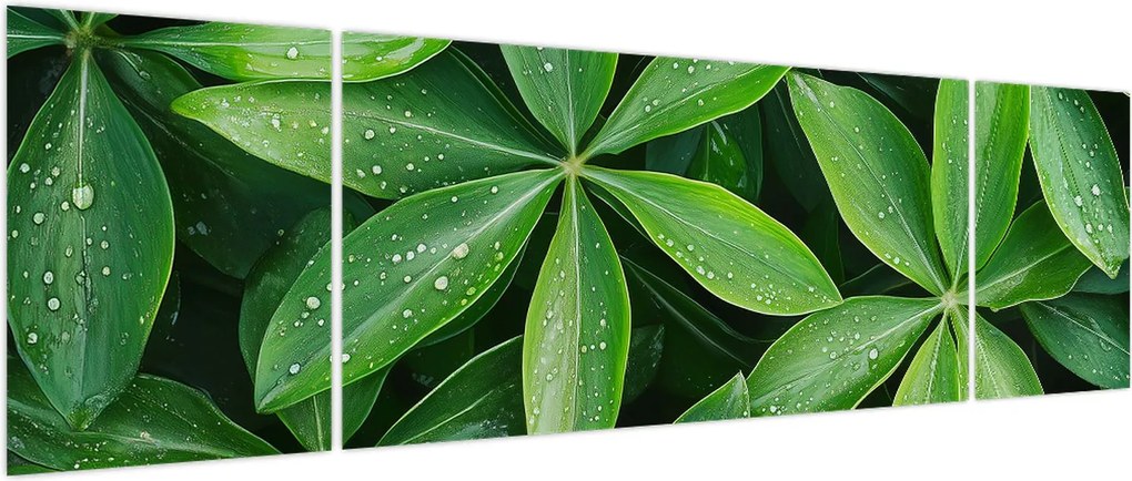 Obraz - Liście z kroplami rosy (170x50 cm)
