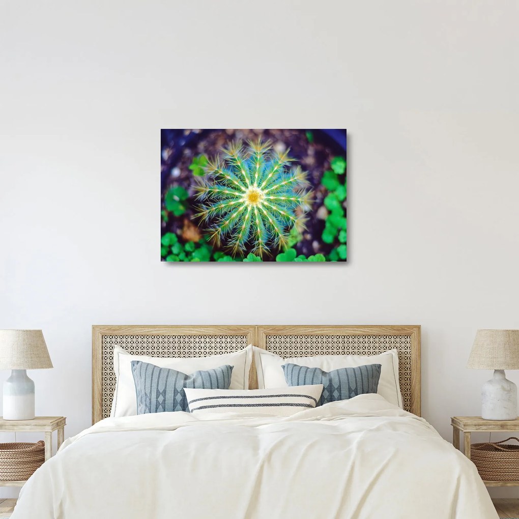 Obraz na szkle - kaktus (70x50 cm)