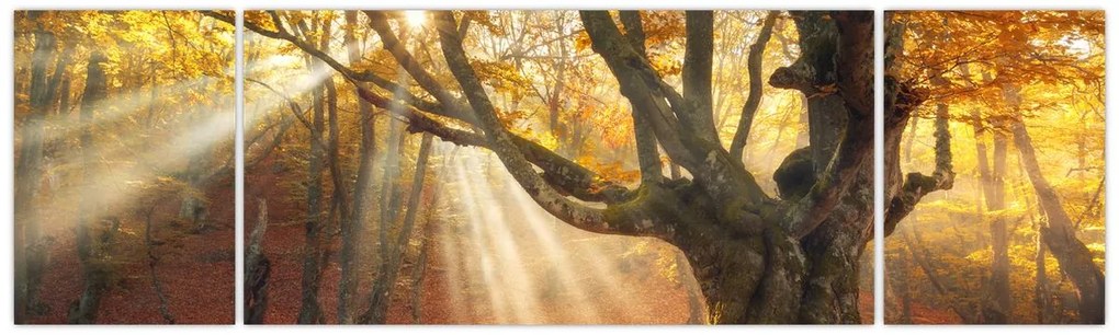 Obraz - Jesienny świt (170x50 cm)