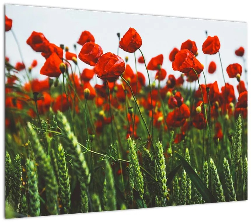 Obraz na szkle maków na wietrze (70x50 cm)