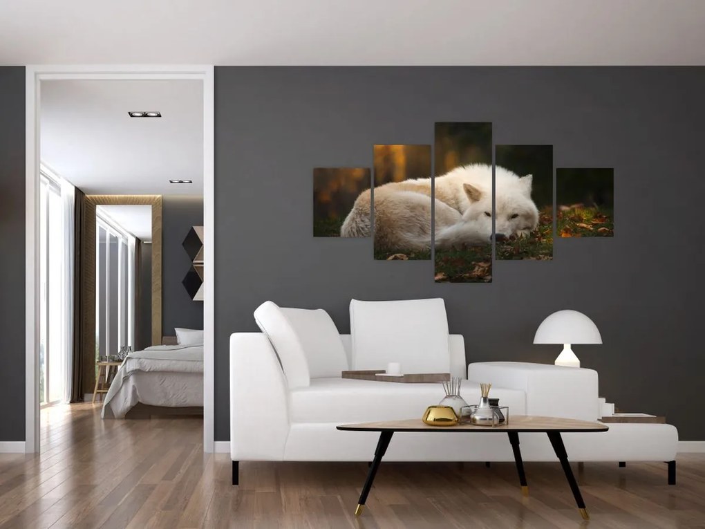 Obraz - Odpoczywający wilk (125x70 cm)