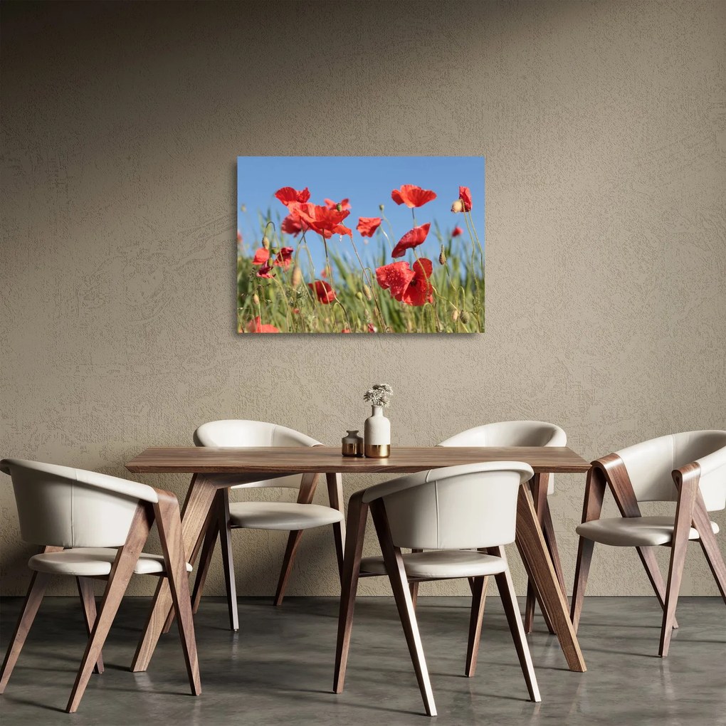 Obraz na szkle - Maki (70x50 cm)
