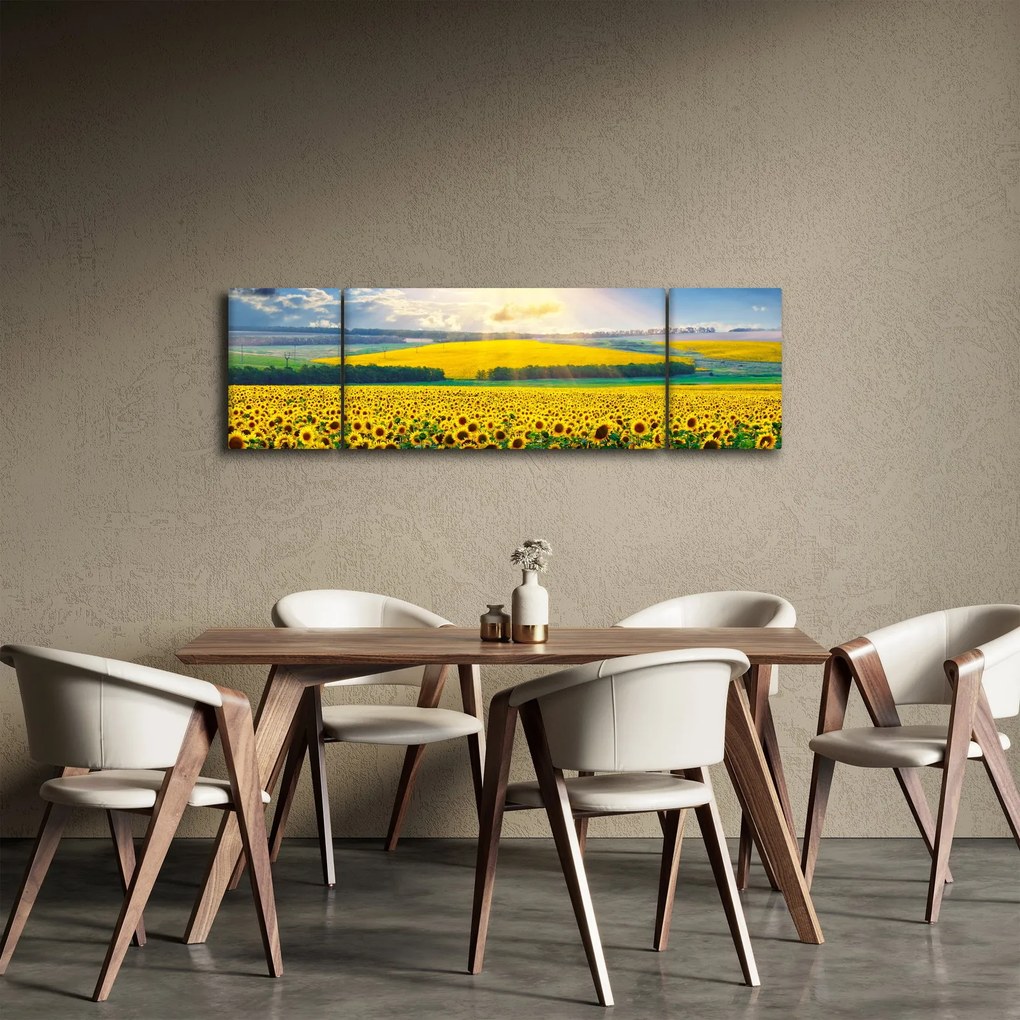 Obraz - Pole słoneczników (170x50 cm)