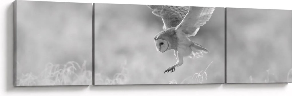 Obraz - Sowa, czarno - biały (170x50 cm)