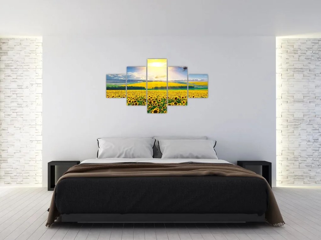 Obraz - Pole słoneczników (125x70 cm)