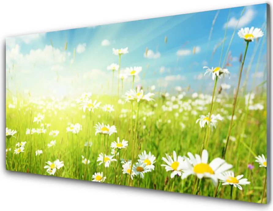 Panel Kuchenny Polana Pełna Stokrotek