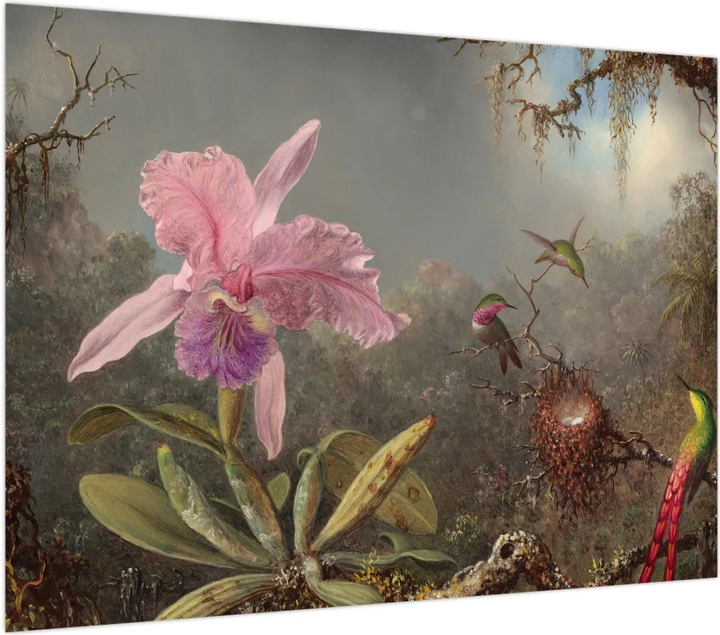 Obraz - Martin Johnson Heade, Cattleya Orchid and Three Hummingbirds, reprodukcje (70x50 cm)