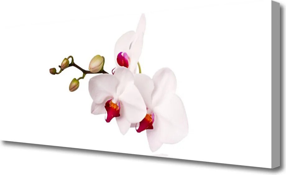 Obraz canvas Wieczorny Lot nad Łąką