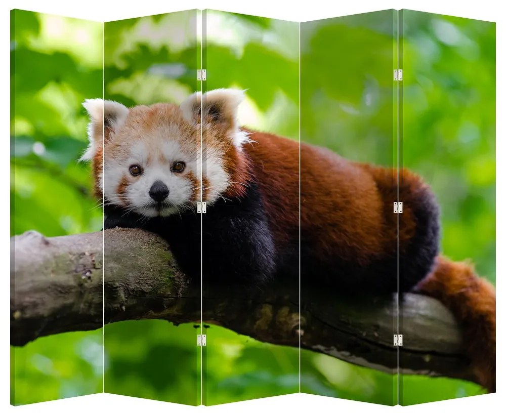 Parawan - Panda czerwona (210x170 cm)