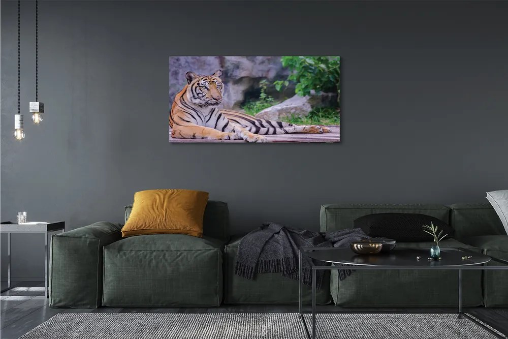 Obraz canvas na ścianę Tygrys w Zoo