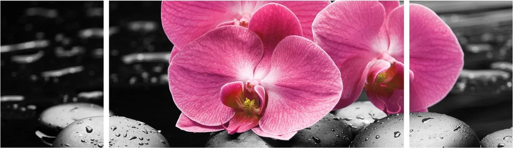 Obraz - Różowe orchidee (170x50 cm)