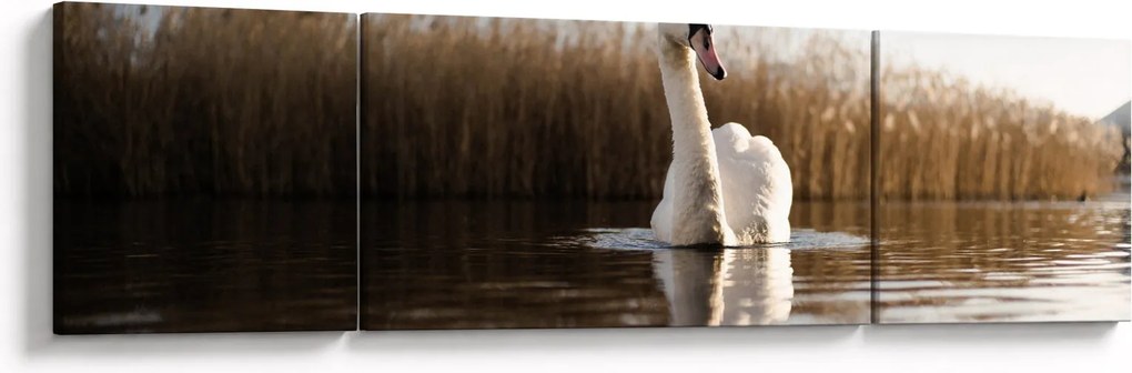 Obraz łabędzia (170x50 cm)