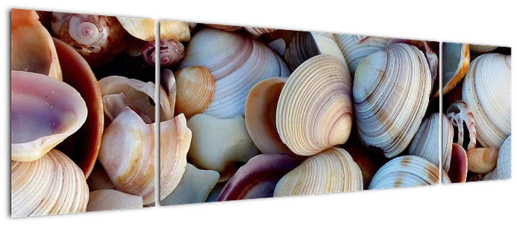 Obraz muszelek (170x50 cm)