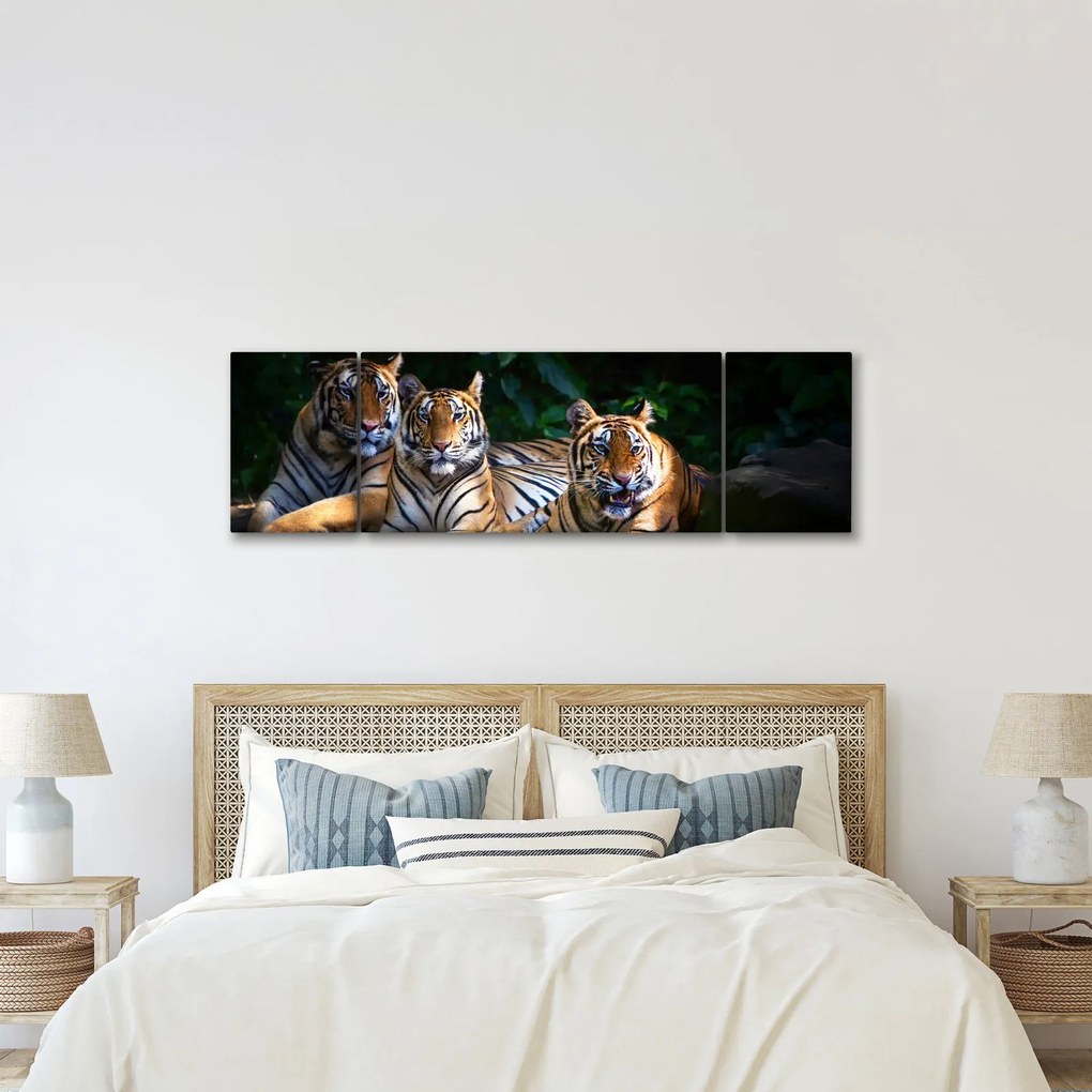 Obraz - Tygrysi Bracia (170x50 cm)