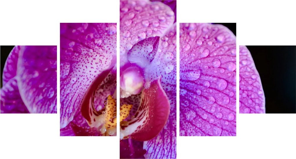 Zbliżenie kwiatu orchidei (125x70 cm)