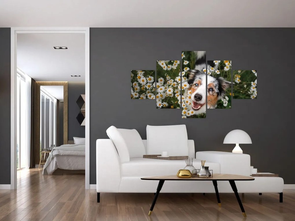 Obraz - Owczarek australijski (125x70 cm)