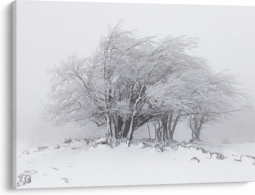 Obraz - Biała zima (70x50 cm)
