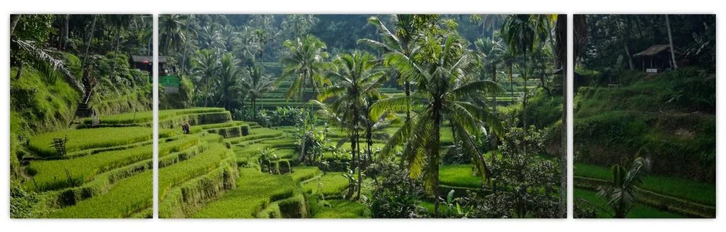 Obraz tarasów ryżowych Tegalalang, Bali (170x50 cm)