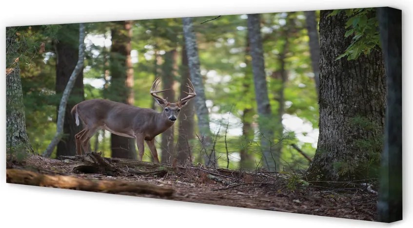 Fotoobraz na płótnie Jeleń w Leśnej Gęstwinie