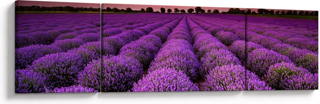 Obraz - Pole lawendy (170x50 cm)