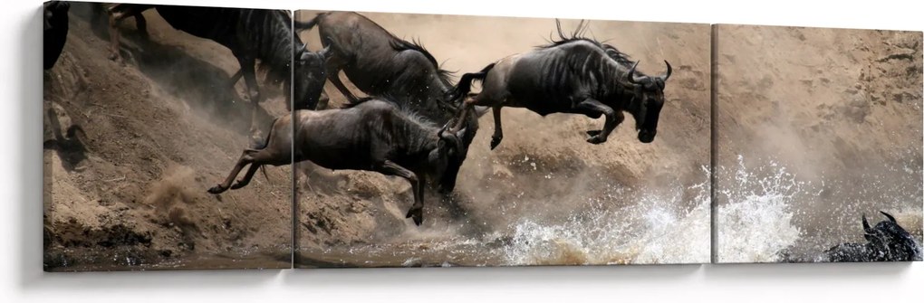 Obraz - Stado antylop gnu (170x50 cm)