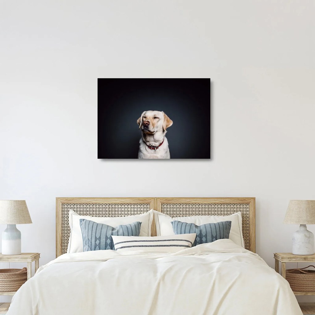 Obraz na szkle labradora (70x50 cm)