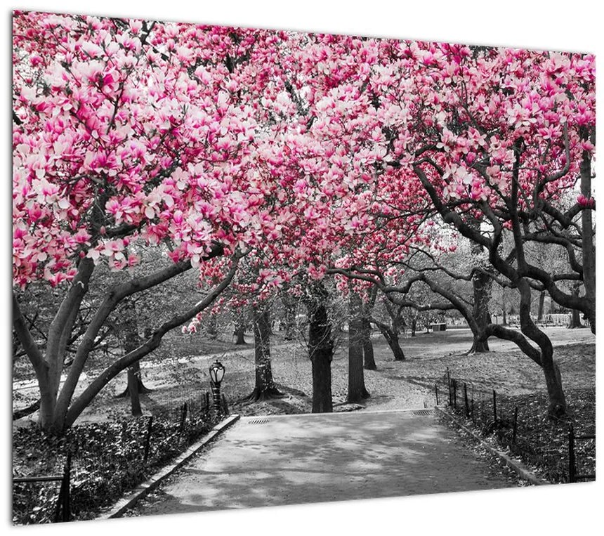 Obraz na szkle drzew magnolii (70x50 cm)