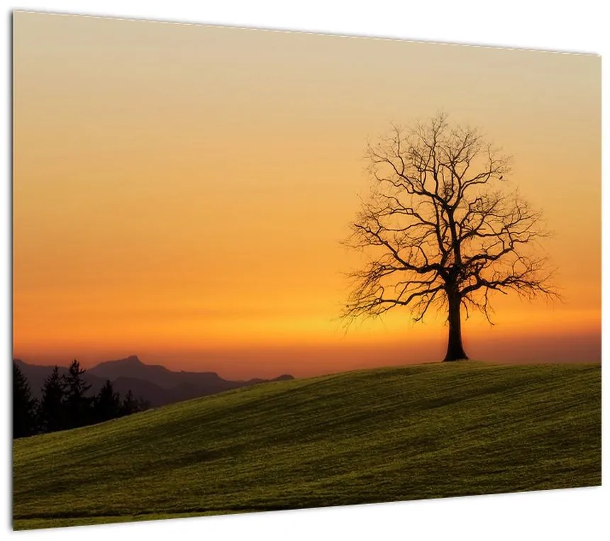 Obraz na szkle - zachód słońca na łące (70x50 cm)