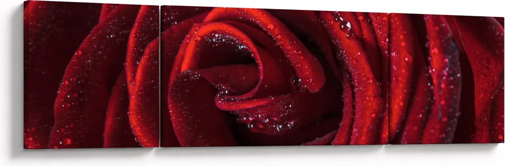 Obraz - Czerwona róża z kroplami rosy (170x50 cm)