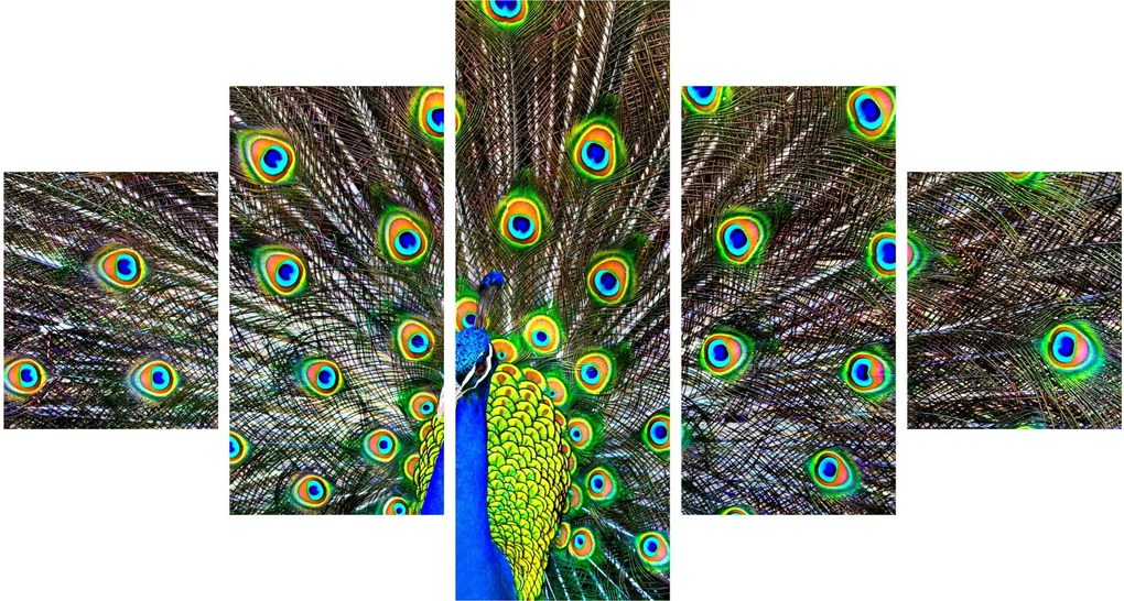 Obraz - Paw (125x70 cm)