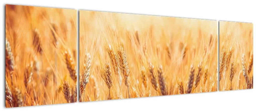 Obraz - pole z ziarnami (170x50 cm)