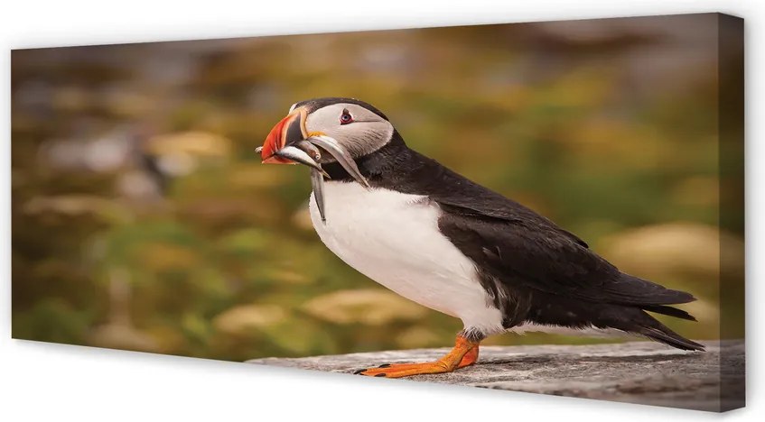 Zdjęcie na płótnie Portret Papugi