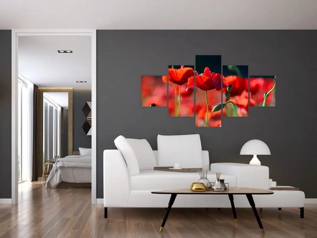Obraz - maki (125x70 cm)