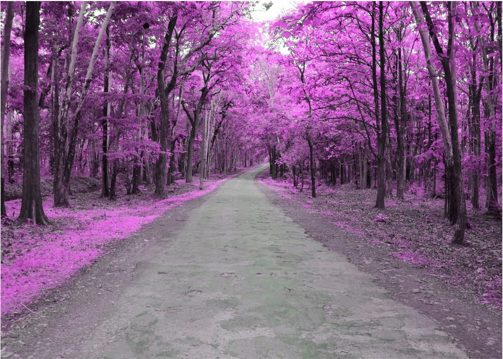 Obraz - Ścieżka przez park (70x50 cm)