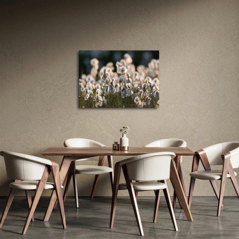 Obraz - Biała wełnianka (70x50 cm)